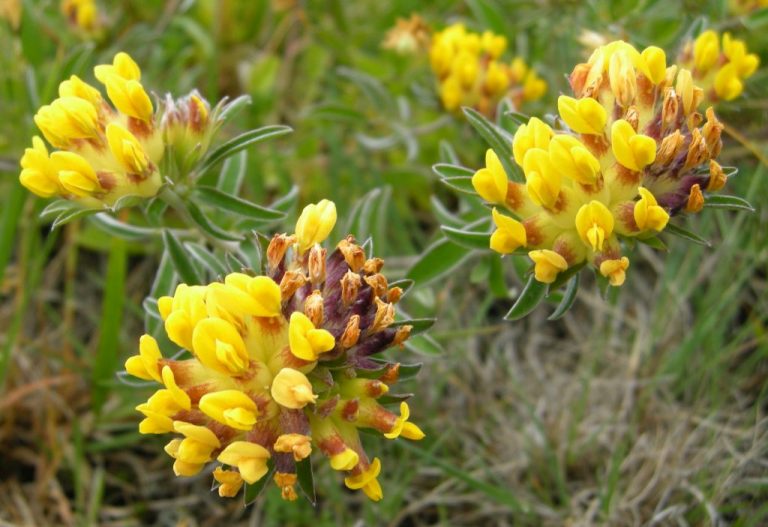 Anthyllis vulneraria