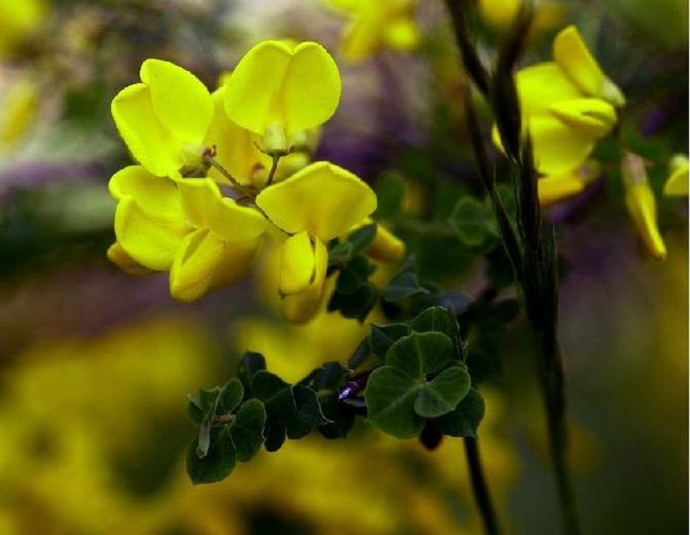 Cytisus sessilifolius