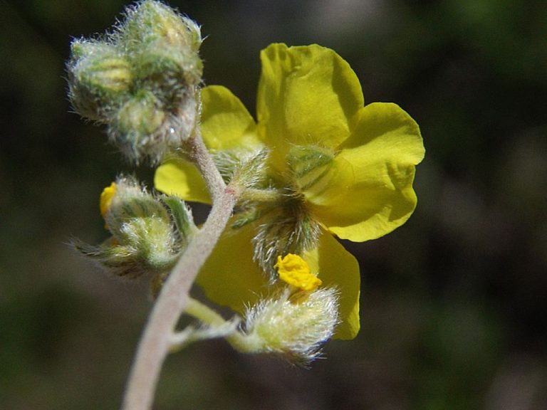 Helianthemum oelandicum