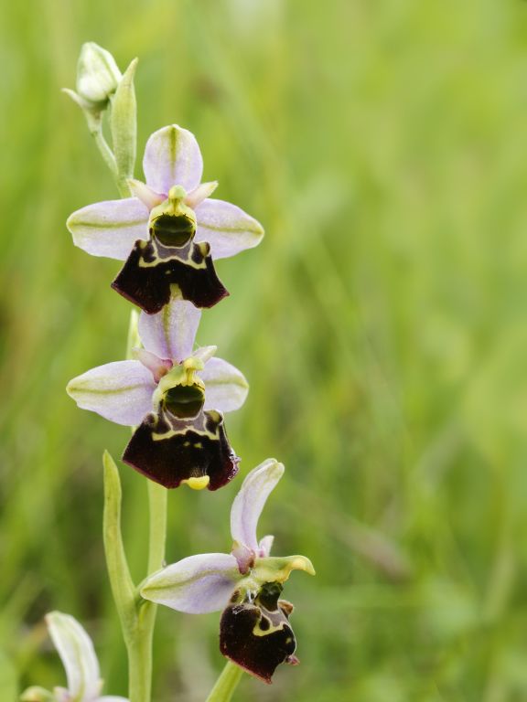 Ophrys fuciclora
