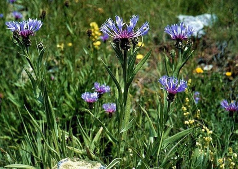 Centaurea triumfetti