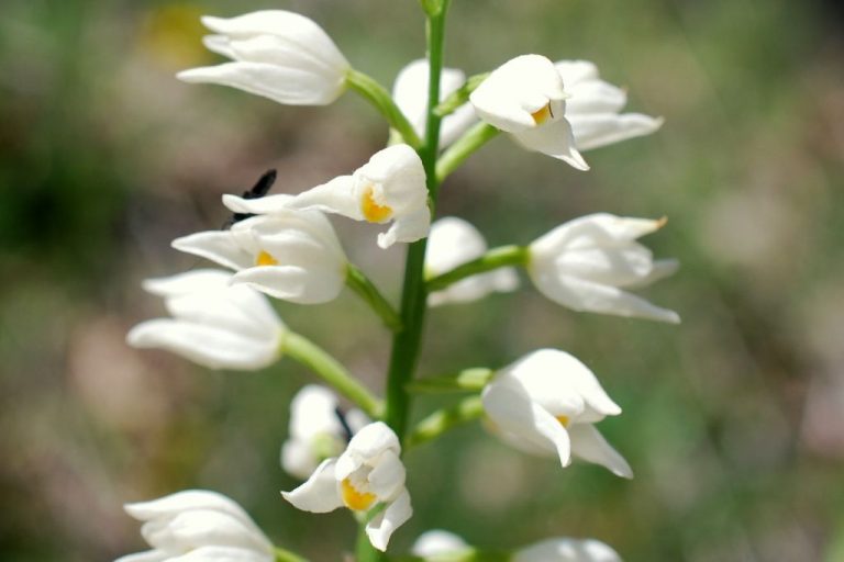 Cephalanthera longifolia