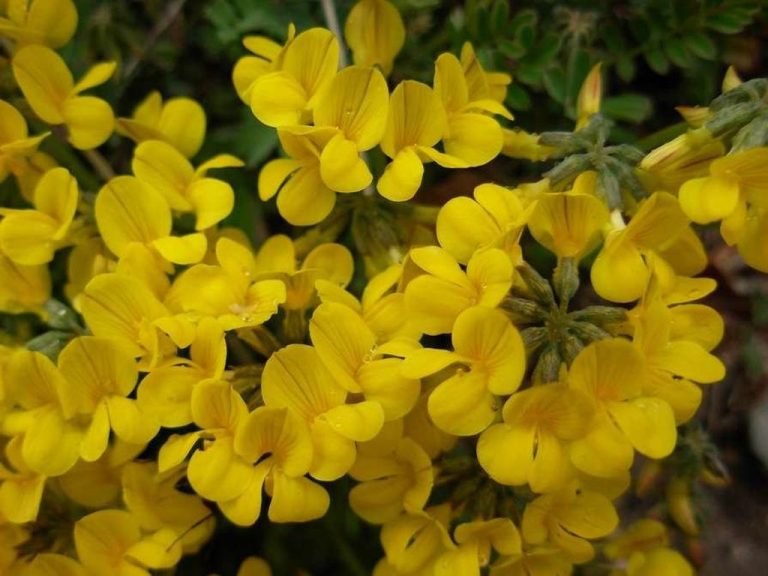 Hippocrepis comosa